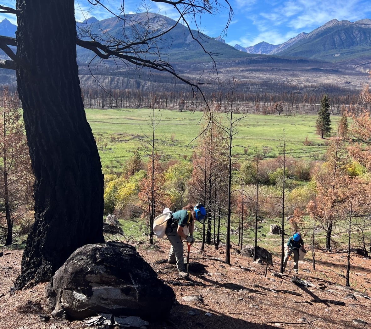 Workers digging in burned forest with mountains in the distance