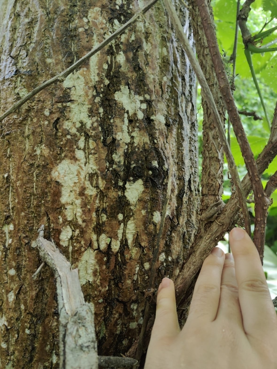 Tree that is infected with butternut canker. 