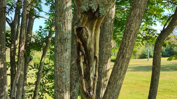 Butter seed canker Tree with ample canker