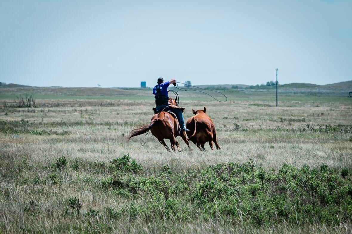 A man was chasing a cow with a lasso on his horse.