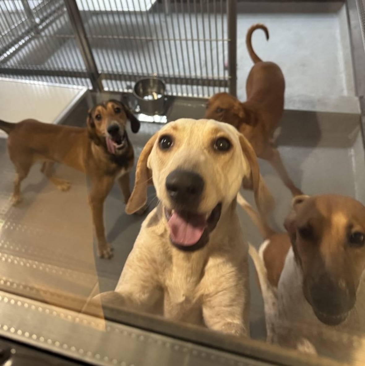 A photo released by the animal rights group Animal Justice that it says was taken by a whistleblower of dogs used in the study at St. Joseph's Hospital.