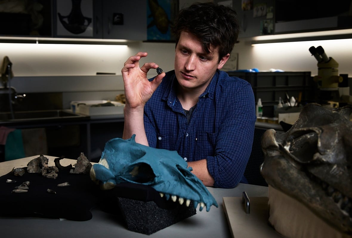 A man holding a tooth behind a partial whale skull