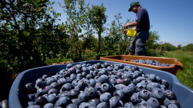 A bucket of blueberries is seen successful  a tract  with a idiosyncratic   picking berries down  it.