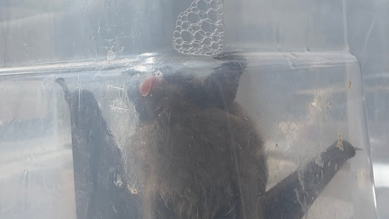 A bat under a container.