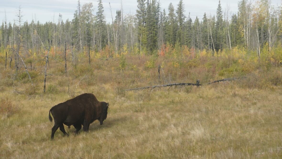 Dead bison in N.W.T.'s North Slave region might have had