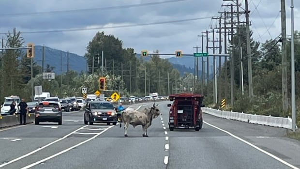 A loose bull closed Highway 11 in Abbotsford, B.C., in both directions Saturday, Aug. 16, 2025. A bull stands in the middle of a highway with cars around it