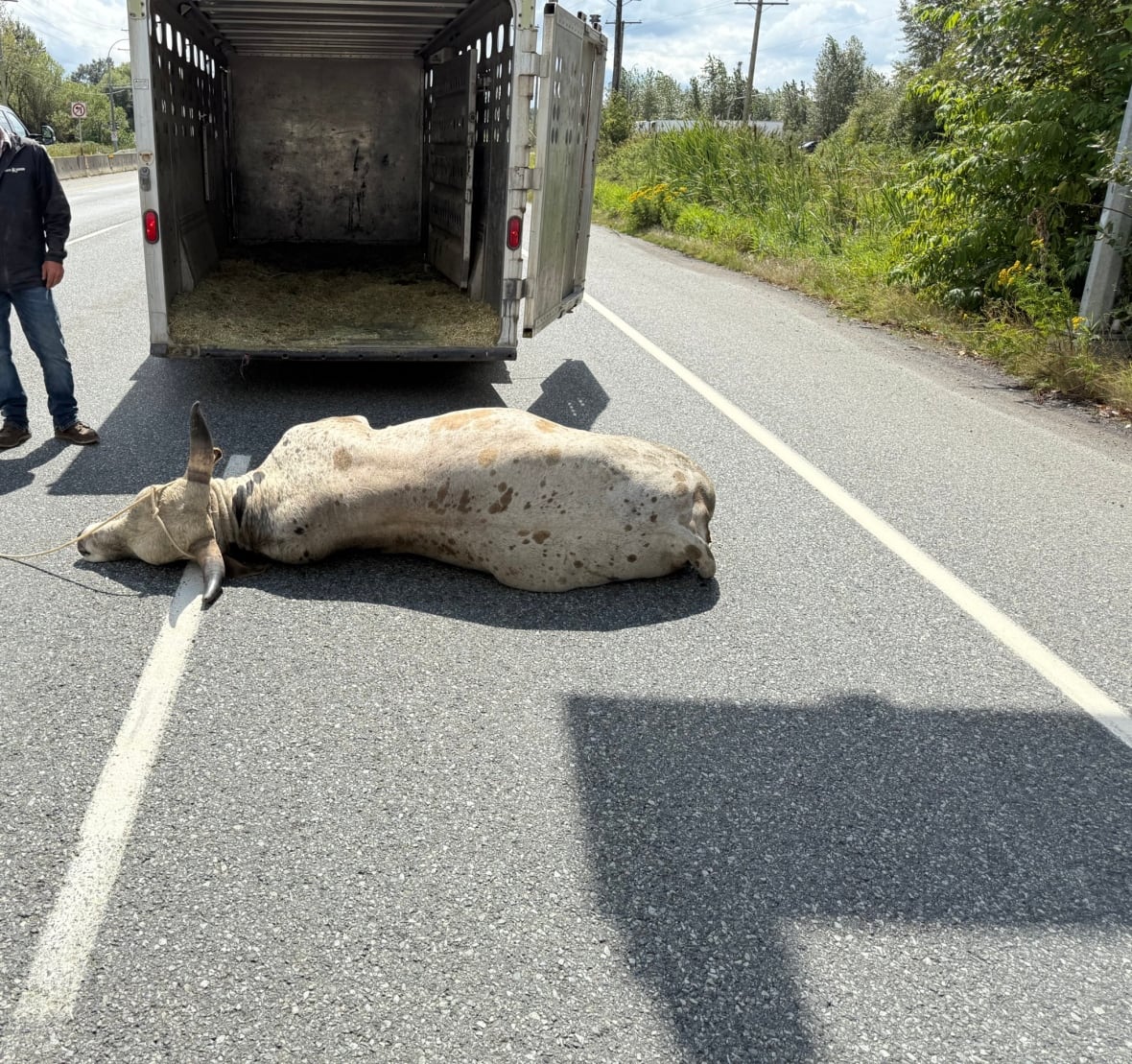 A bull lies, tranquilized, on the highway in front of a trailer.
