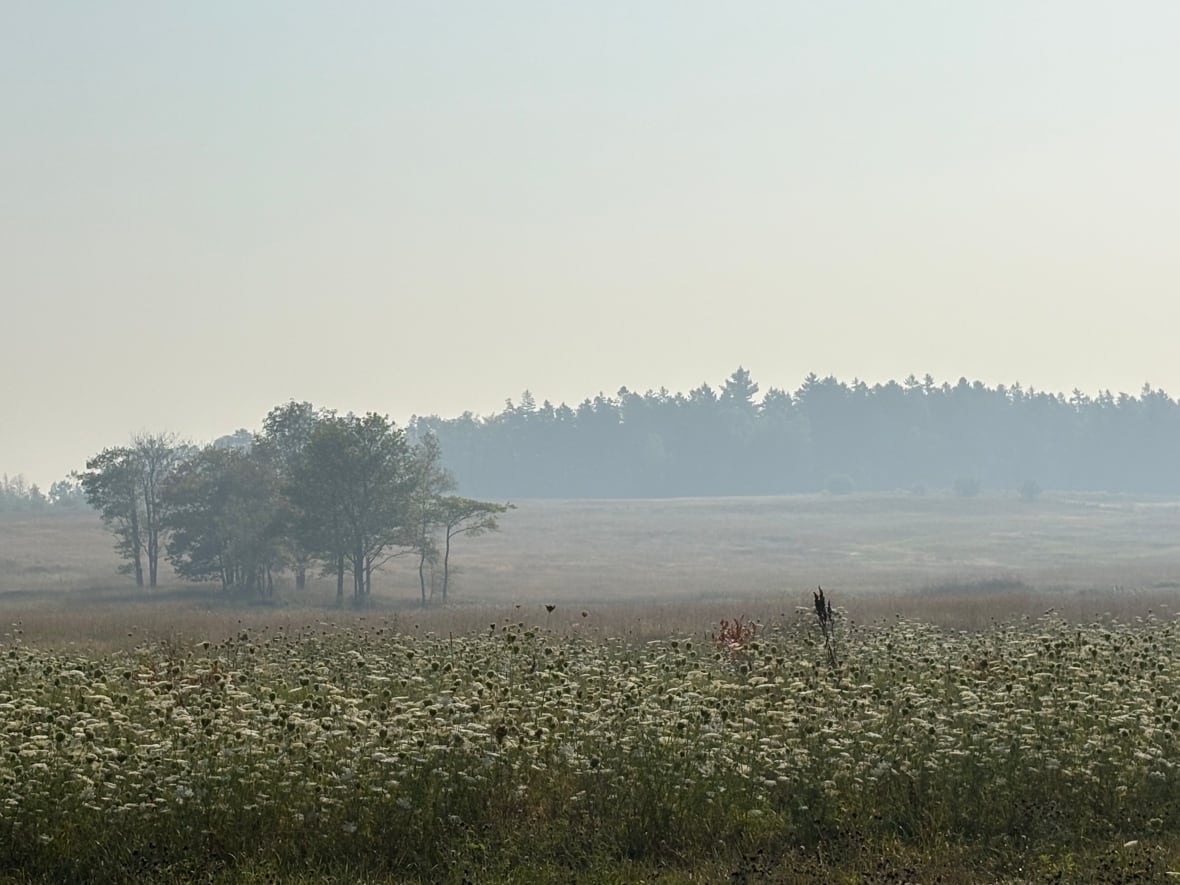 A field with flowers covered by a grey haze of smoke.