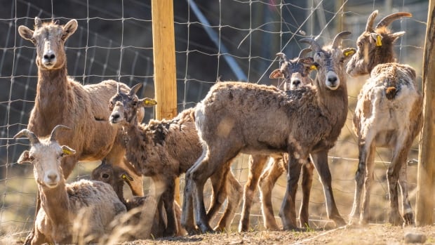 A photo of bighorn sheep in the Okanagan. 