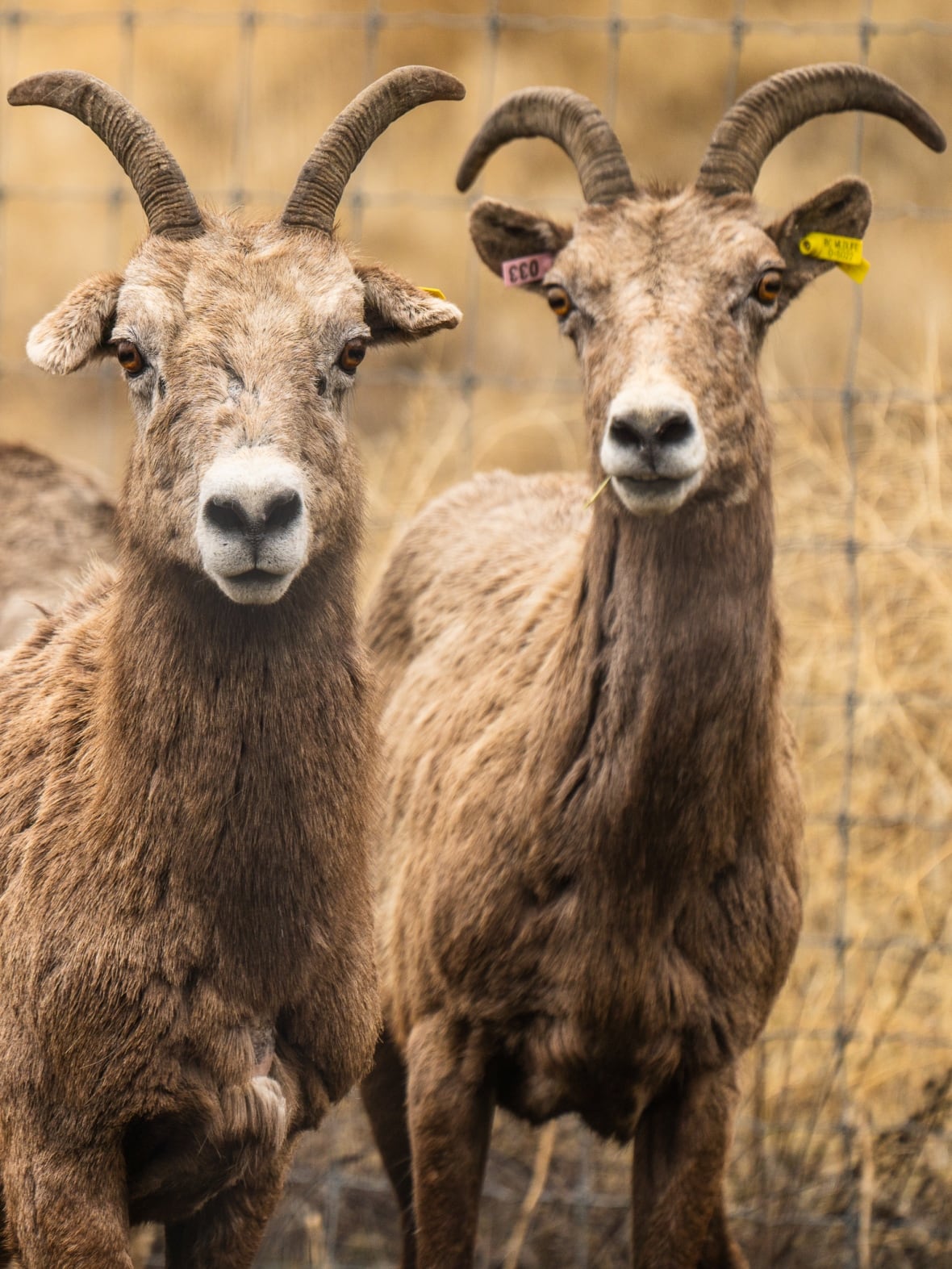 One close to two big horn sheep.