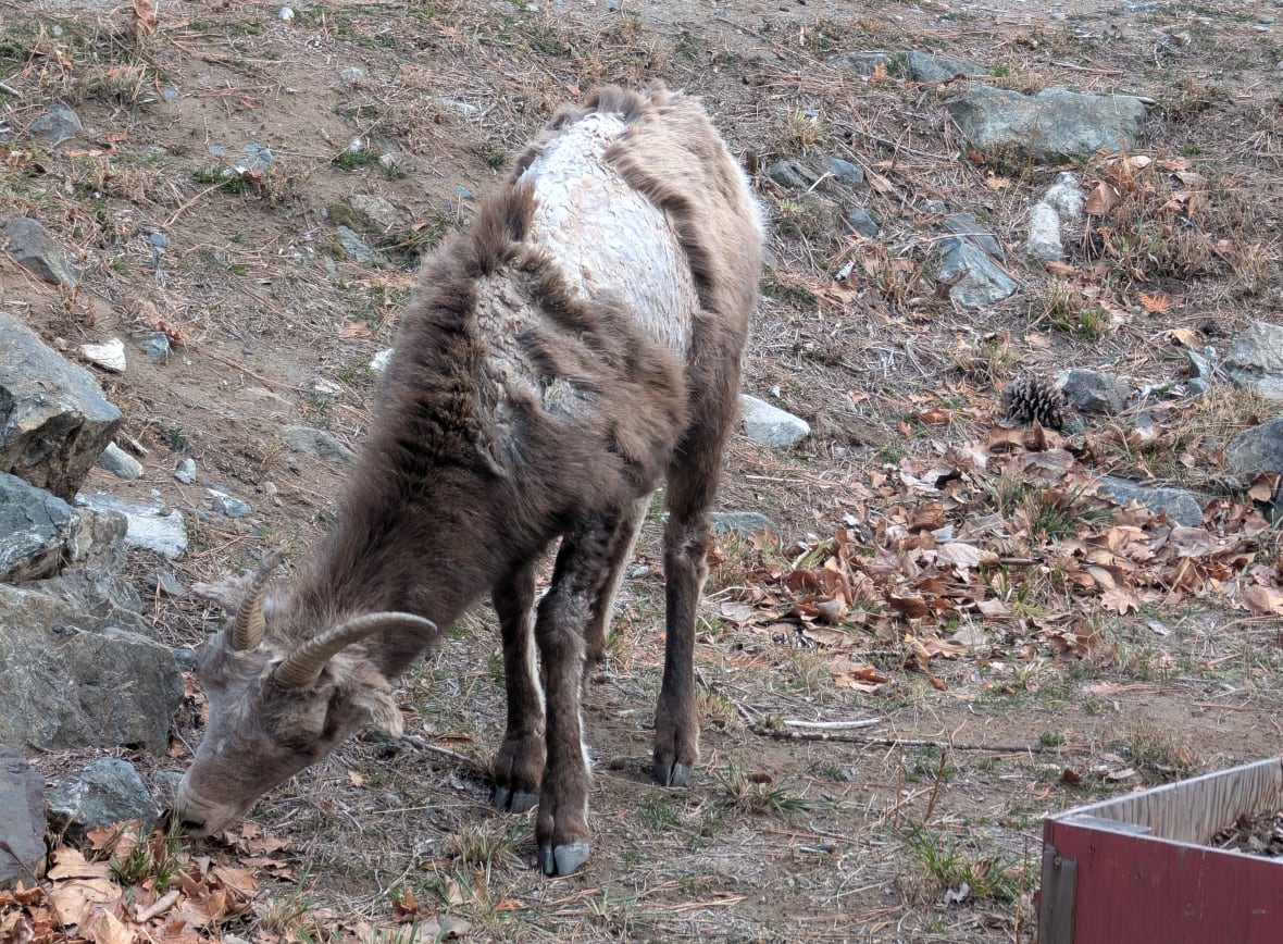 A picture of a sheep with missing fur. 