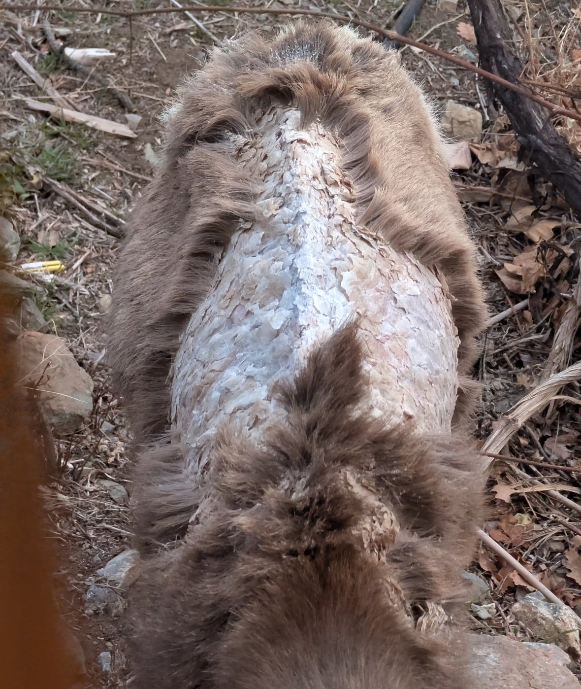 A burn sheep back in South Oknagan with soroptic demands. There are scabs in the back and fur is missing.