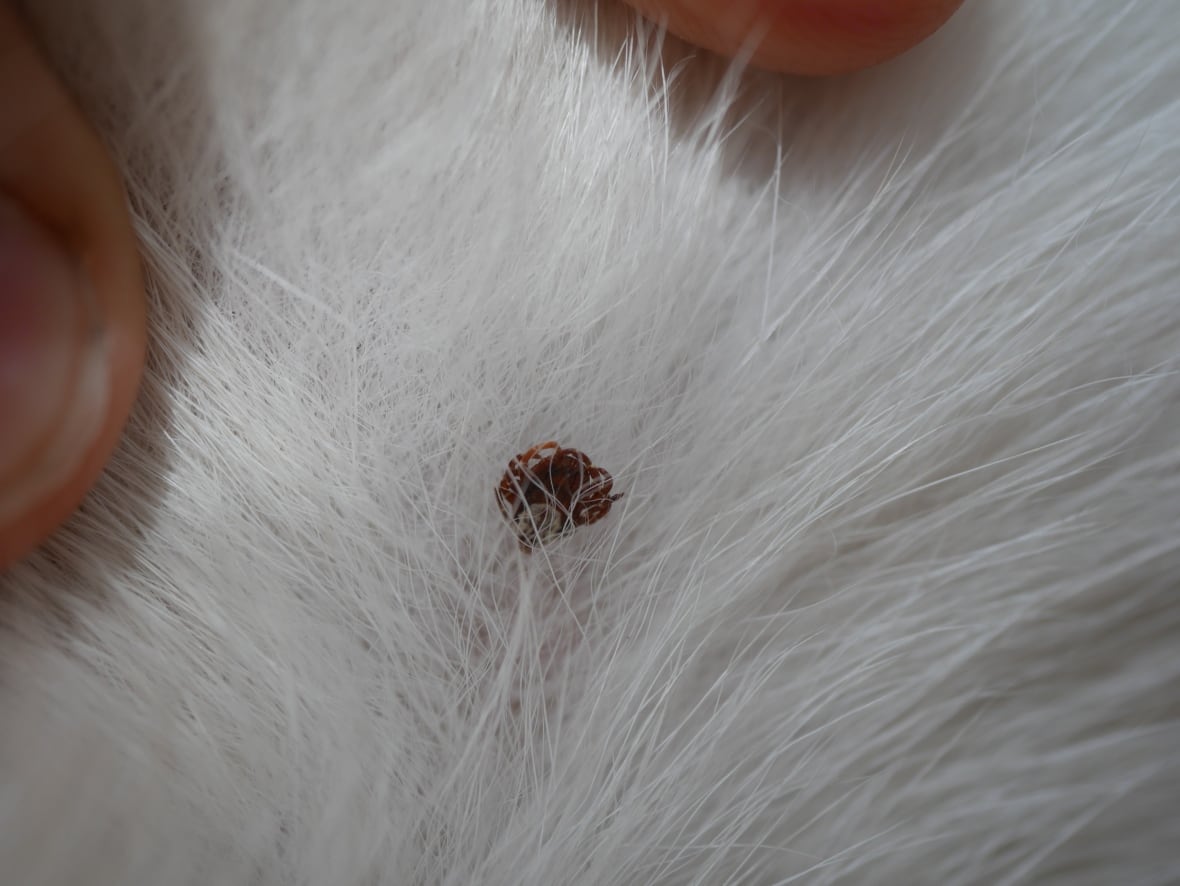 American dog fur tick