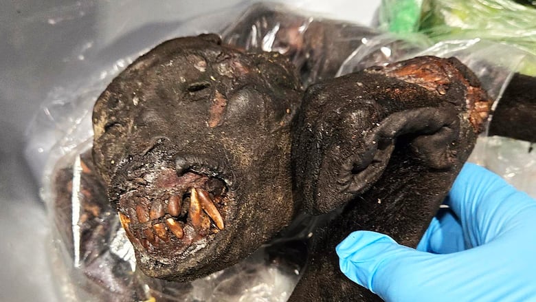 #39 Potentially disease ridden #39 : Wild African animal meat intercepted at