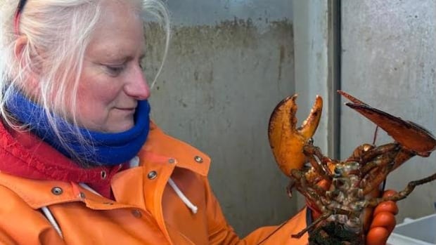 Heather Koopman, a scientist studying lobsters on Grand Manan, recently had one of her tagged lobsters turn up off Cape Cod, Massachusetts. A woman holding a lobster