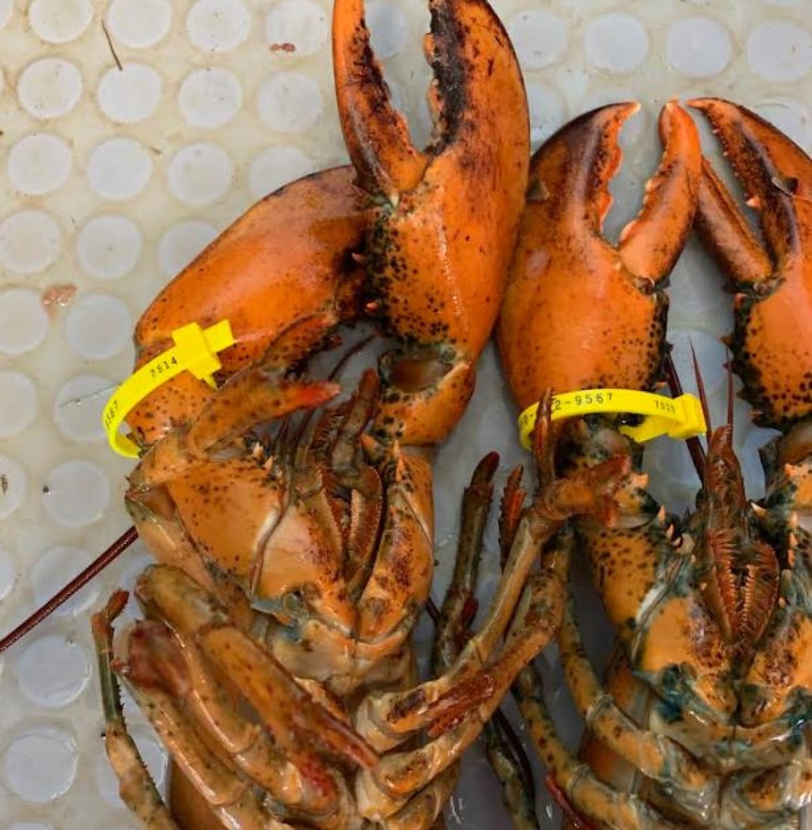 A lobster with a plastic tag