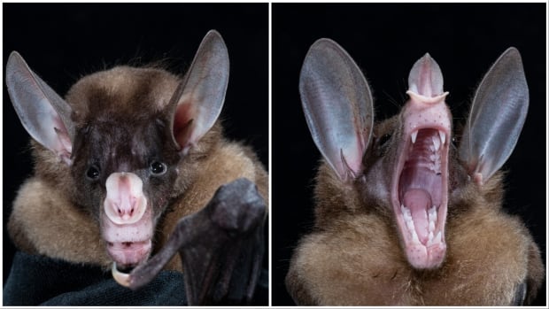 Two pictures of a predatory bat looking at the camera