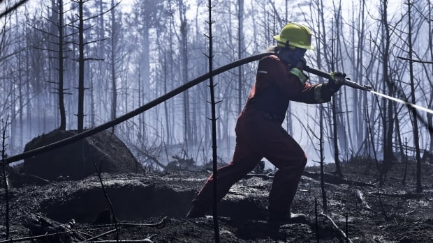 A firefighter carries a hose over their shoulder in a burnt out wooded area.