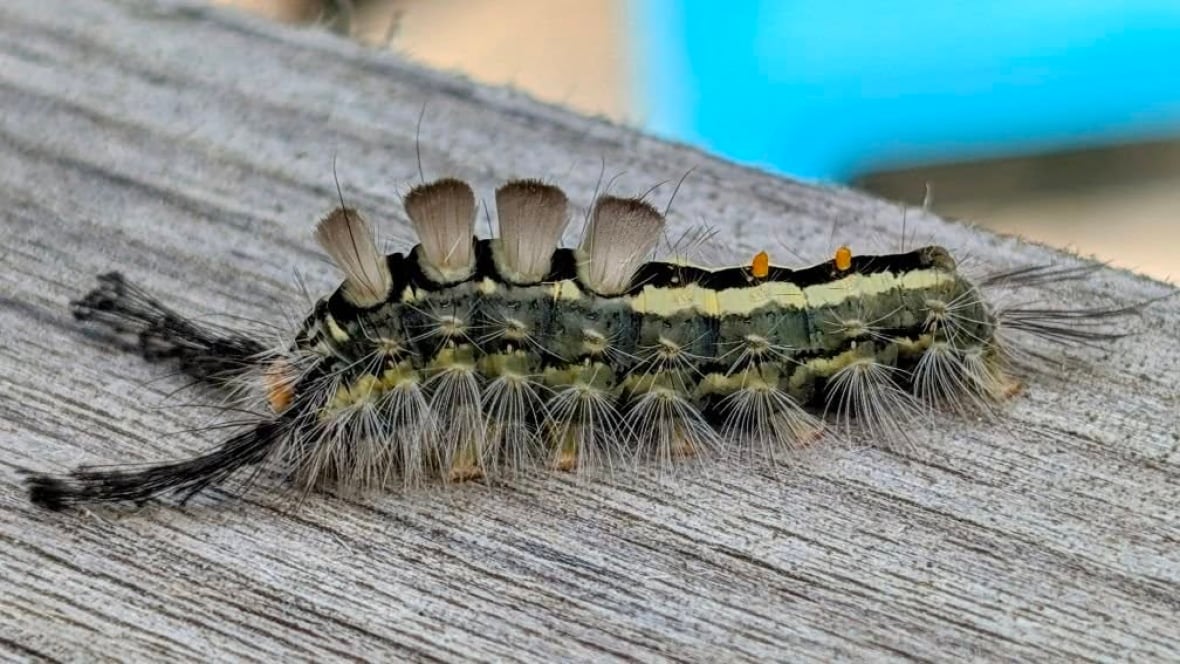 a fuzzy caterpillar