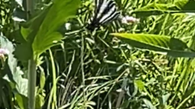 Rare butterfly spotted for 1st time in over a century at Toronto's High Park | CBC News