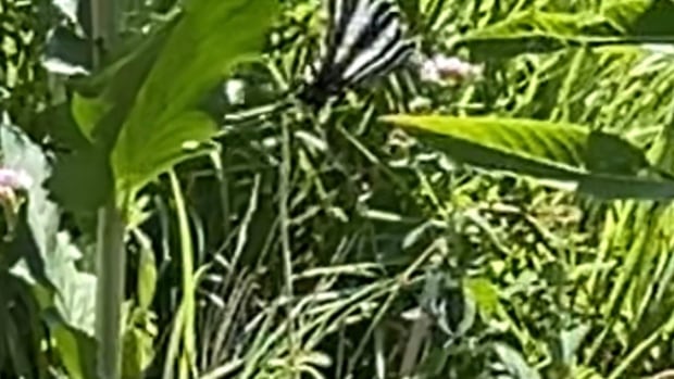 The zebra swallowtail was common in southwestern Ontario, around Windsor in the early 1900s. Development and cutting down woods in the area led to a decline in the species. A rare black and white striped butterfly sitting on a plant.