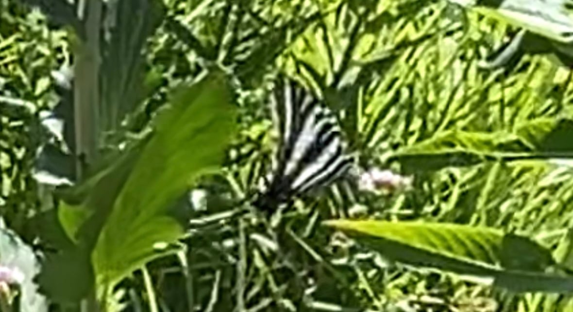 A rare black and white striped butterfly sitting on a plant.
