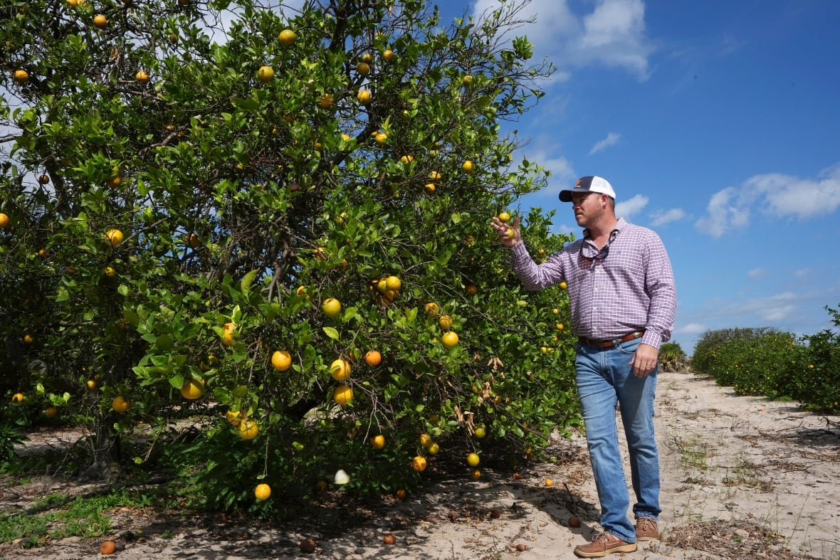 The man checks orange Grove