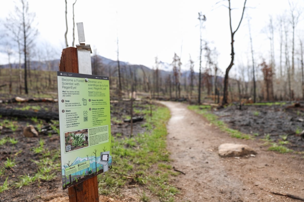 A view of trees that burned down in a mountain forest.