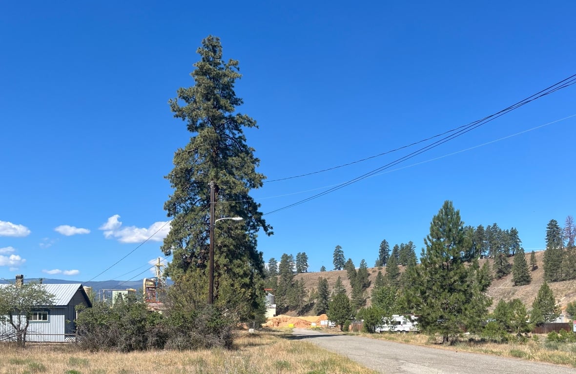 Power lines cut across a road in a dry, grassy landscape with some trees. There are some homes on the left.