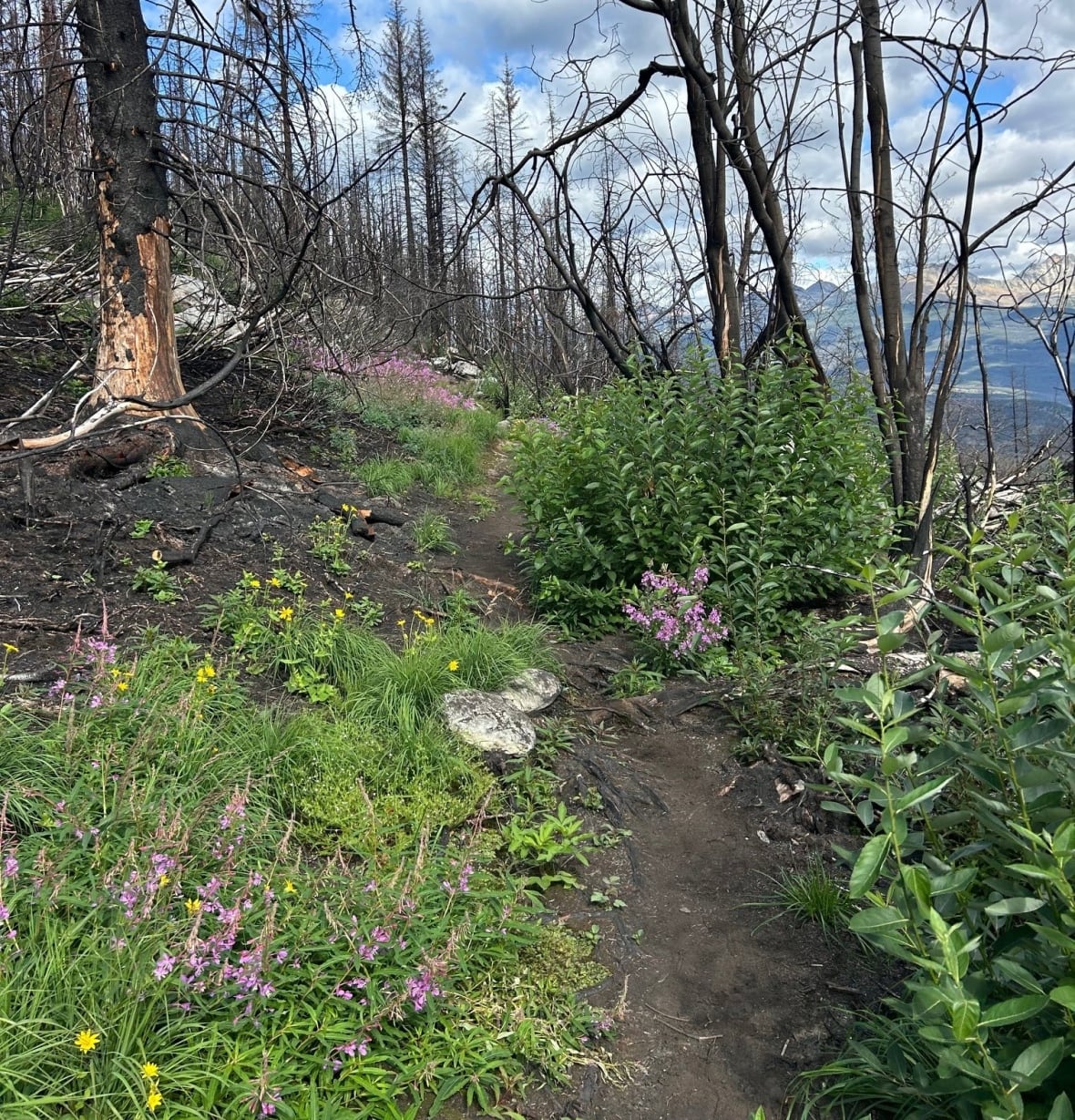 Flowers and shrubs in the foreground with blackened tree trunks in the midground and mountains and cloudy skies in the background