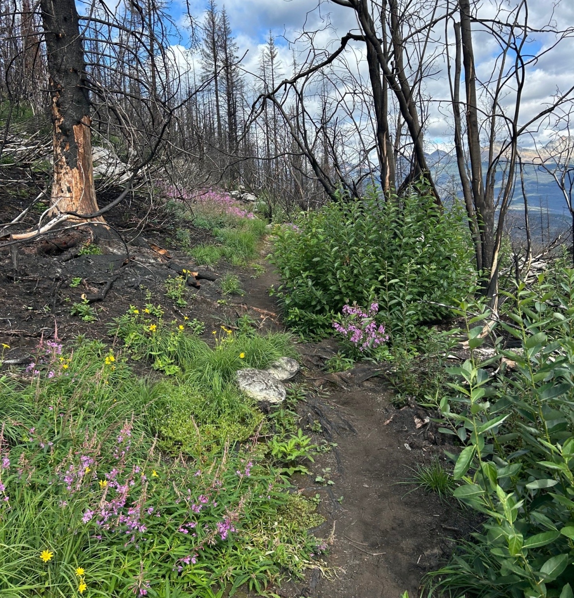Flowers and greenery in foreground and blackened trees behind