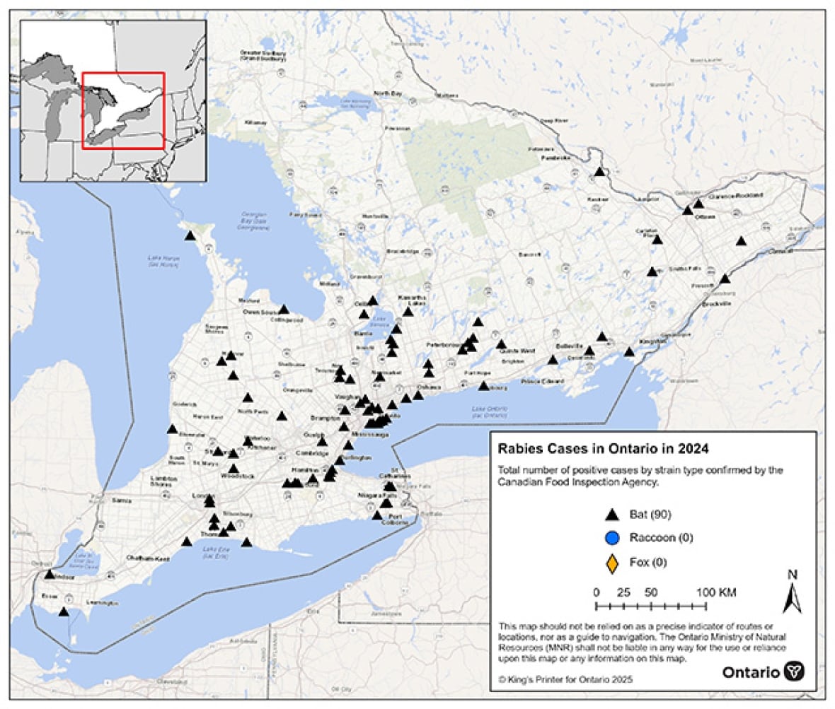 A map of Ontario with markers identifying where bats with rabies were found in 2024.