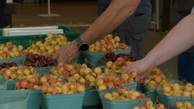 People grabbing cherries. 