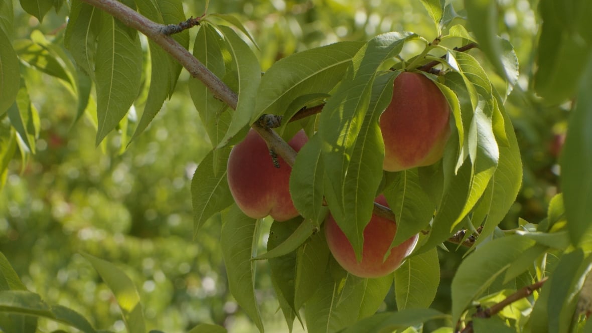 Photos of peaches hanging on the vine.