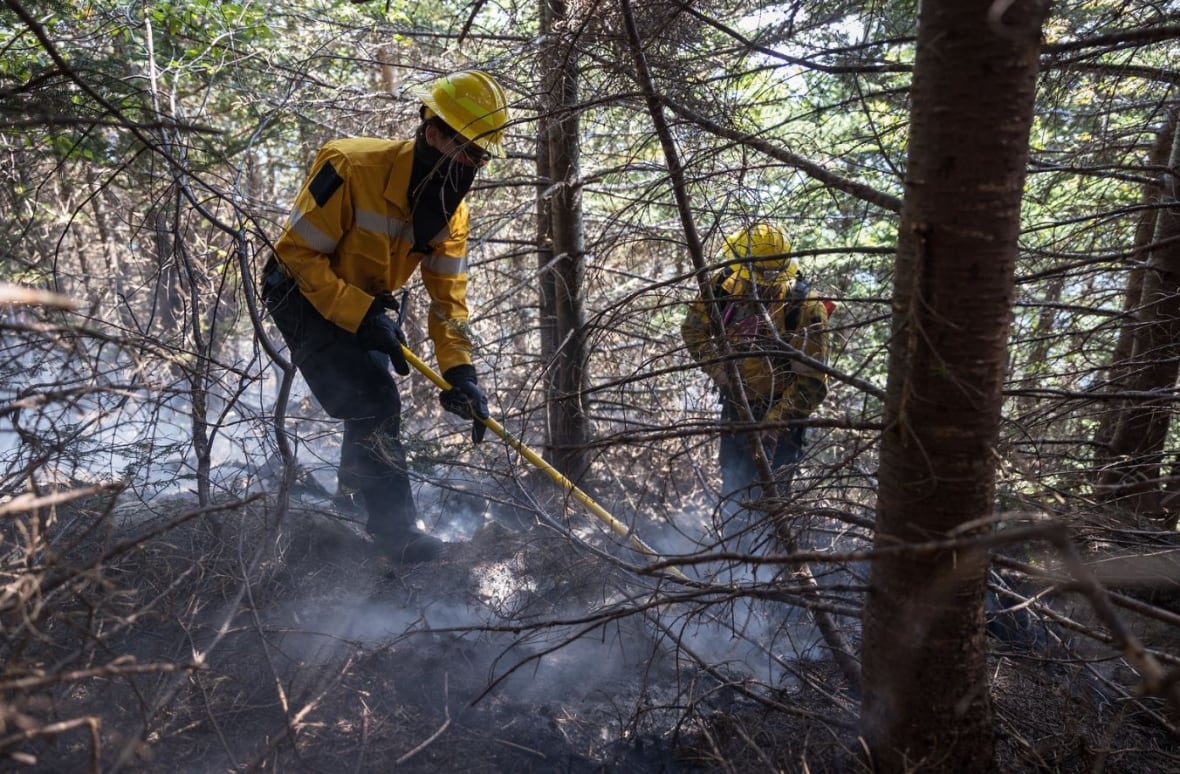 Tow people in yellow jackets in wooded area with some coming from groud.