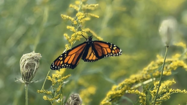 Some researchers are concerned the Monarch Butterfly is consuming less nectar from plants following extreme heat and drought conditions. A butterfly rests upside down, hanging from the stem of plant as it sucks nectar from the plant bud.
