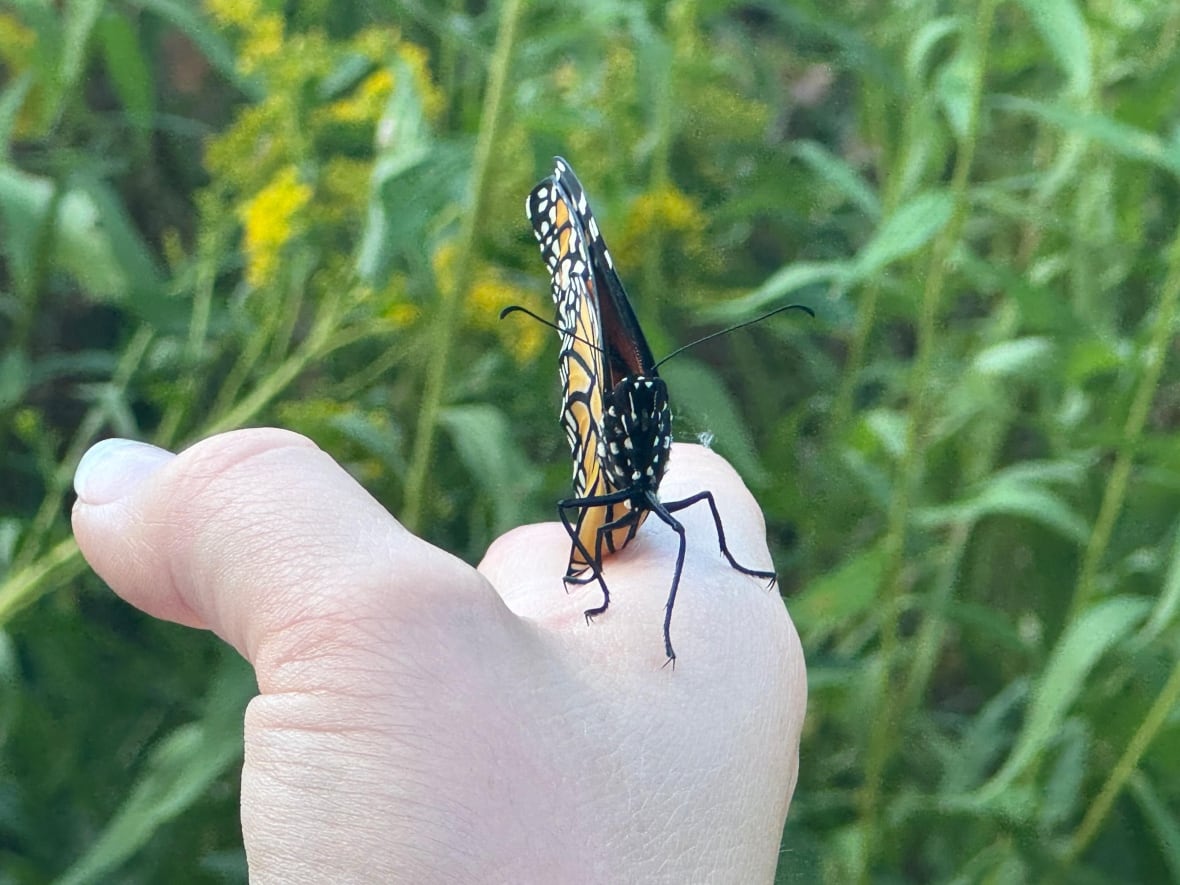 A butterfly rests on a hand.