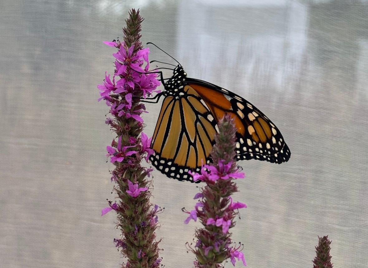 A butterfly rests upside down, hanging from the stem of plant as it sucks nectar from the plant bud.