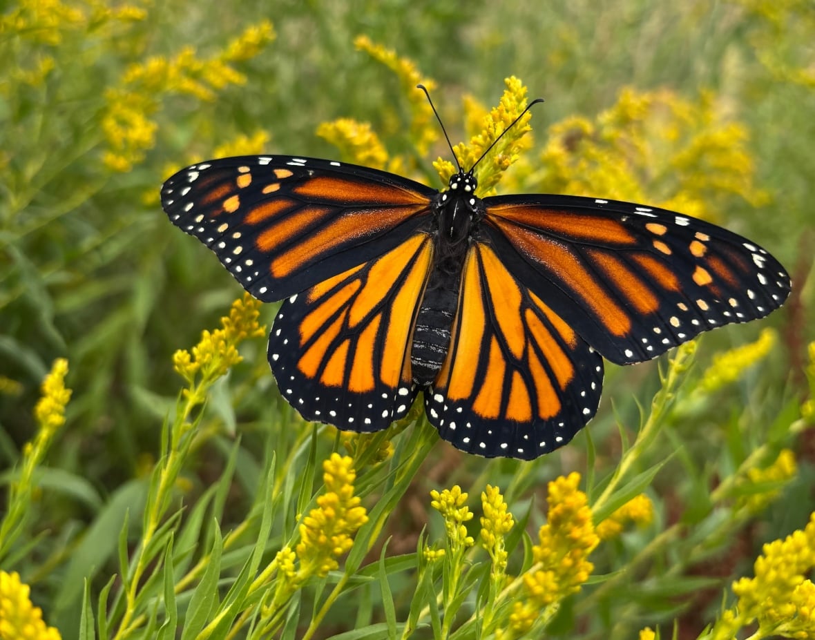 A butterfly on a plant
