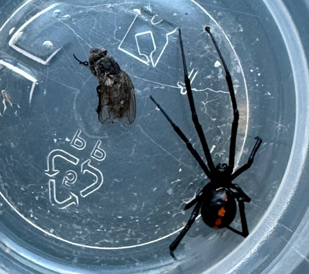 A spider and a fly.