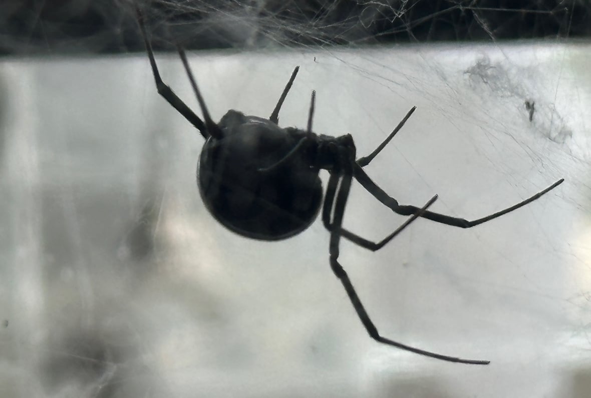 A spider.
