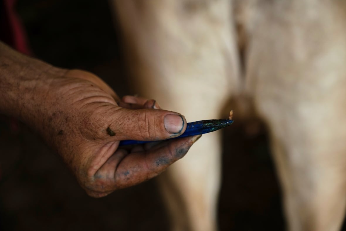 A man's hand holds a pair of tweezers clenching an insect larvae.