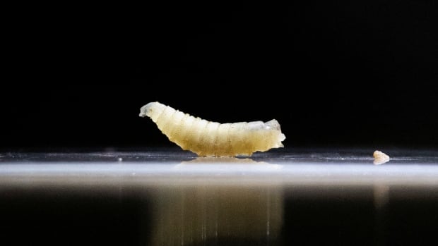A close up of a small, white worm on a dark surface.