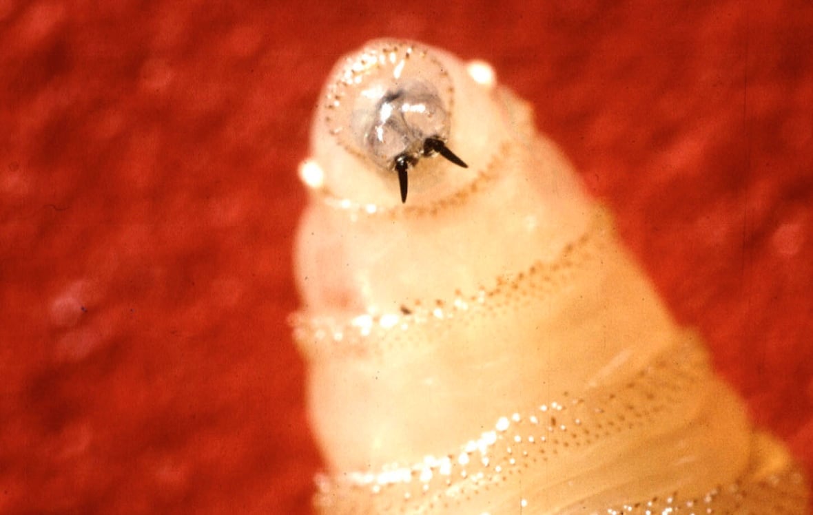 A close up on the head of a white worm larvae.