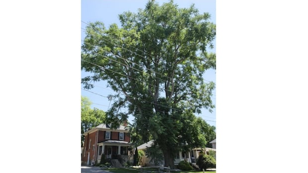 'Tallest thing around': 100-year-old Cambridge Kentucky coffeetree wins Tree of the Year