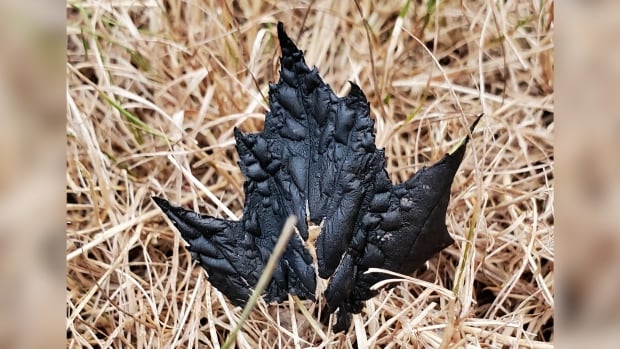 Paul Gray took this photo of a burnt leaf that fell on the dry grass outside his home in South Greenwood, N.S. His home is about 26 kilometres from where a large fire is burning in the Annapolis Valley. A blackened, burnt leaf sits on dry, brown grass.
