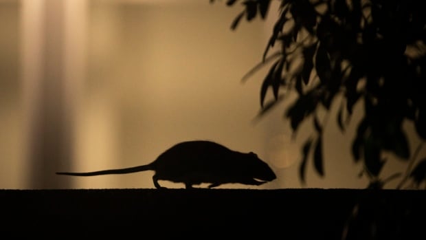 A rat is pictured outside in downtown Vancouver. According to Vancouver school documents, schools across the district have been plagued by rodents.