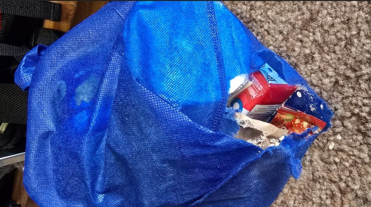 Reports of mice and rats in Vancouver schools also include picture of the damage they have done. The district saw hundreds of complaints about rodents from staff in dozens of schools last year.