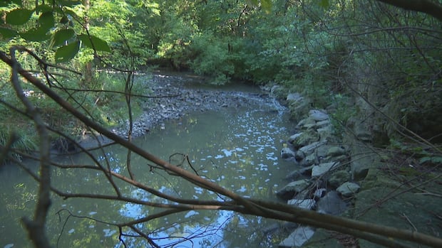 'Large amount of rags' blamed for blockage that caused sewage spill in east end creek | CBC News