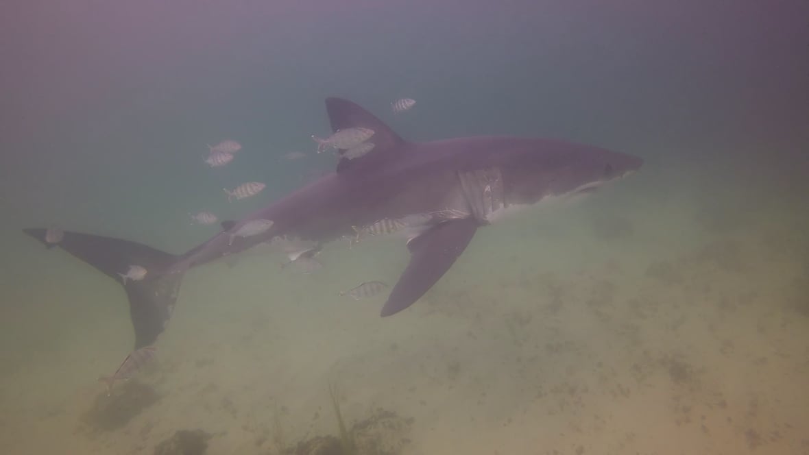 An underwater photo shows a great white shark swimming in murky water. Beside the shark a number of fish can be seen.